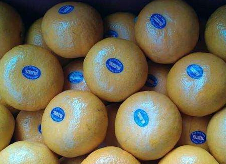 澳柑什么時(shí)候上市 澳柑成熟時(shí)間 澳柑什么時(shí)候上市 澳柑成熟時(shí)間