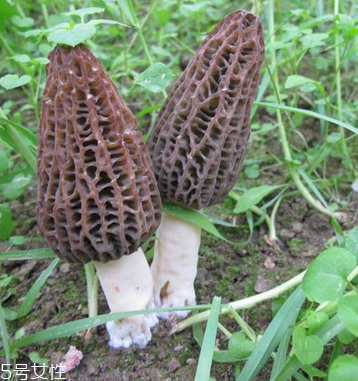 羊肚菌是發(fā)物嗎？羊肚菌屬于發(fā)物嗎？