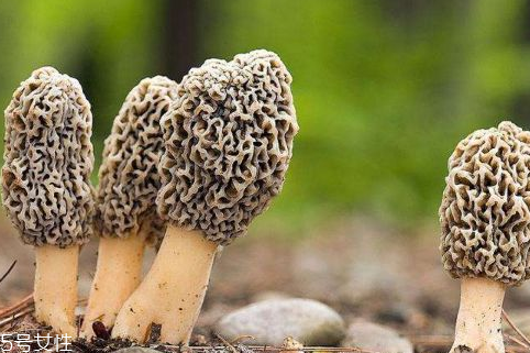 羊肚菌是發(fā)物嗎？羊肚菌屬于發(fā)物嗎？