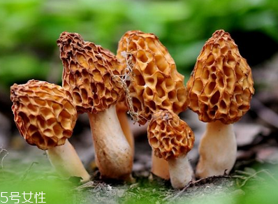 羊肚菌是發(fā)物嗎？羊肚菌屬于發(fā)物嗎？