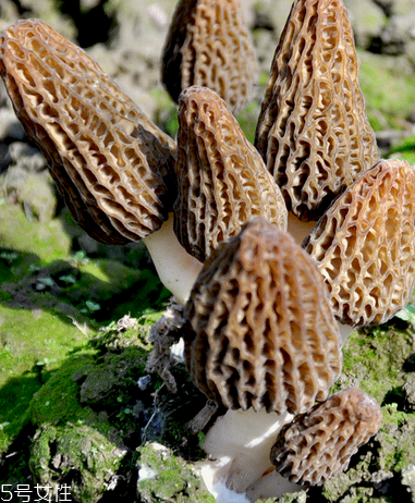 羊肚菌是什么顏色？羊肚菌是什么樣的