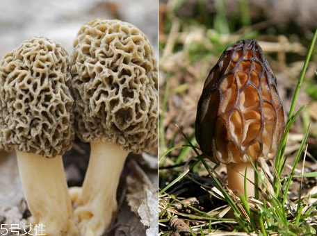 羊肚菌是什么顏色？羊肚菌是什么樣的