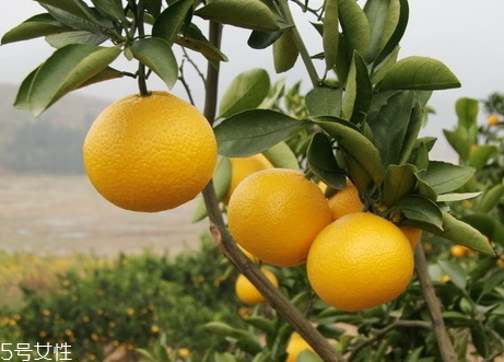 桔柚和橙子的區(qū)別 桔柚與柚子的區(qū)別 桔柚和橙子的區(qū)別 桔柚與柚子的區(qū)別