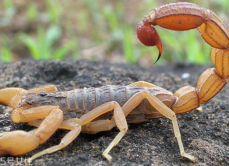 蝎子多少錢一斤2018 蝎子的藥用價(jià)值 蝎子多少錢一斤2018 蝎子的藥用價(jià)值