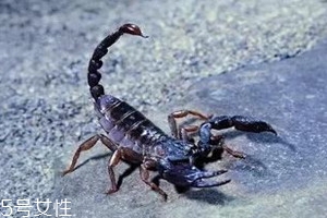 蝎子多少錢一斤2018 蝎子的藥用價(jià)值 蝎子多少錢一斤2018 蝎子的藥用價(jià)值