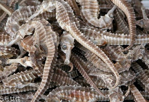 海馬多少錢一斤 海馬多少錢一克2018 海馬多少錢一斤 海馬多少錢一克2018