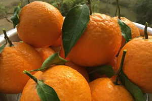 青見柑橘上火嗎？青見柑橘一天吃幾個好