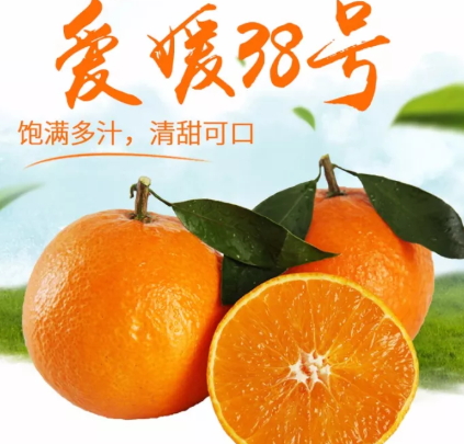 愛媛38號是橙子還是橘子？愛媛38號適合哪里種植？