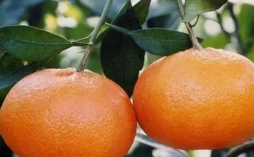 愛媛28與愛媛38的區(qū)別 愛媛42號和愛媛38區(qū)別 愛媛28與愛媛38的區(qū)別 愛媛42號和愛媛38區(qū)別