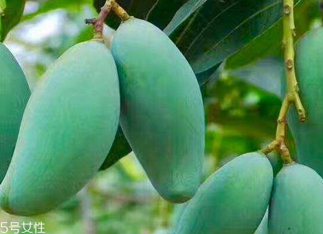 桂七芒果畝產(chǎn)量多少 芒果種植的最佳季節(jié) 桂七芒果畝產(chǎn)量多少 芒果種植的最佳季節(jié)