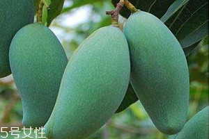 桂七芒果畝產量多少 芒果種植的最佳季節(jié)