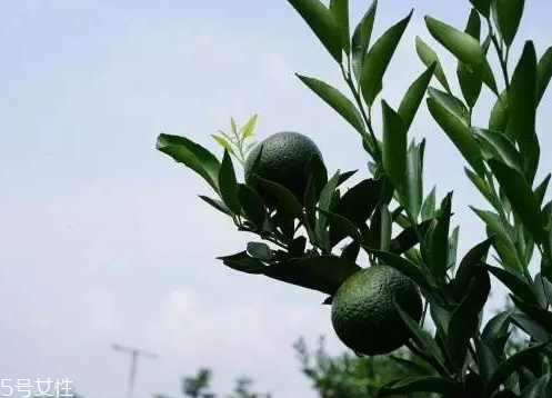 小青柑會發(fā)霉嗎？小青柑如何保存？