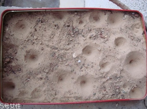 沙牛怎么養(yǎng)殖 沙?？梢匀斯ゐB(yǎng)殖嗎