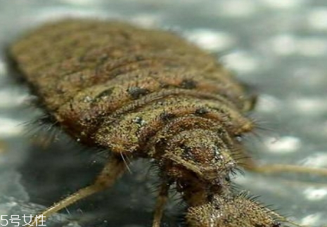 沙牛怎么養(yǎng)殖 沙?？梢匀斯ゐB(yǎng)殖嗎