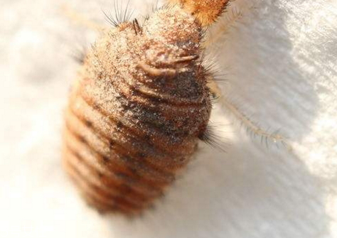 地牯牛多少錢一斤 地牯牛多少錢一斤2018 地牯牛多少錢一斤 地牯牛多少錢一斤2018