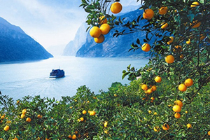 倫晚臍橙多少錢一斤？倫晚臍橙為什么這么火