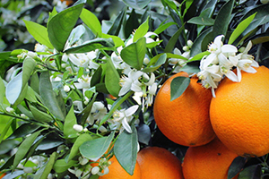 倫晚臍橙的營養(yǎng)價(jià)值 倫晚臍橙的功效作用