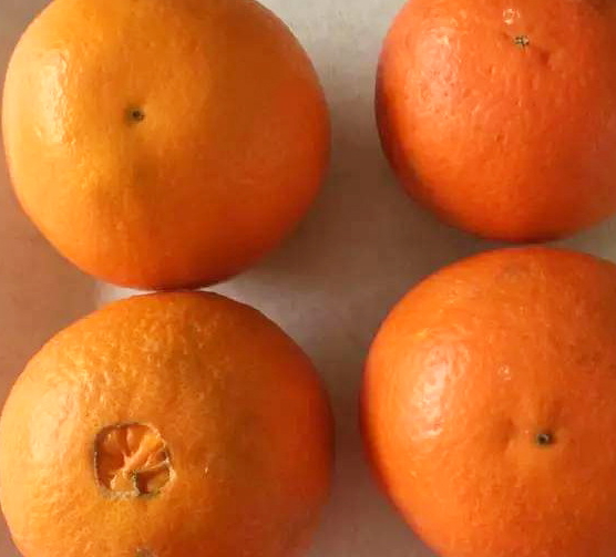 倫晚臍橙和夏橙哪個好？倫晚臍橙和其他橙子的區(qū)別