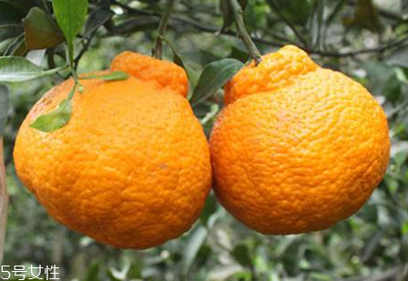 吃丑柑會(huì)上火嗎 吃丑柑為什么不上火 吃丑柑會(huì)上火嗎 吃丑柑為什么不上火