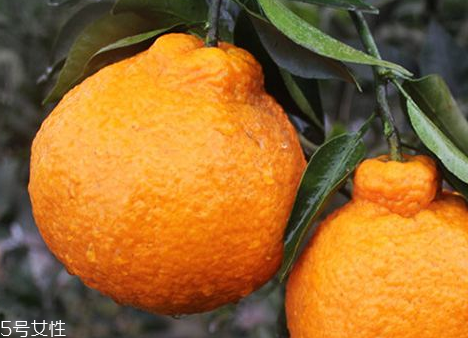 丑柑不能和什么一起吃 丑柑的吃法 丑柑不能和什么一起吃 丑柑的吃法