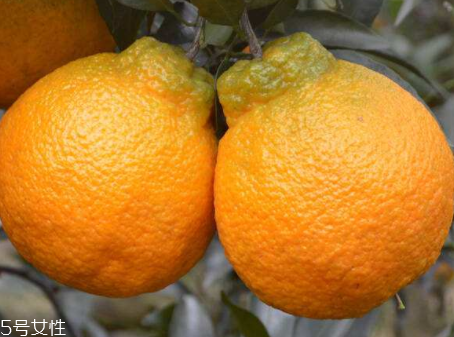 丑柑是哪里產(chǎn)的 丑柑在四川的什么地方 丑柑是哪里產(chǎn)的 丑柑在四川的什么地方