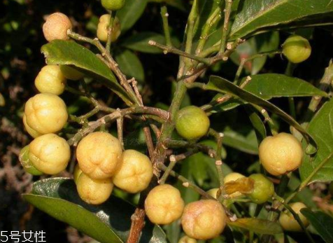 油柑怎么泡酒 油柑酒的功效與作用 油柑怎么泡酒 油柑酒的功效與作用