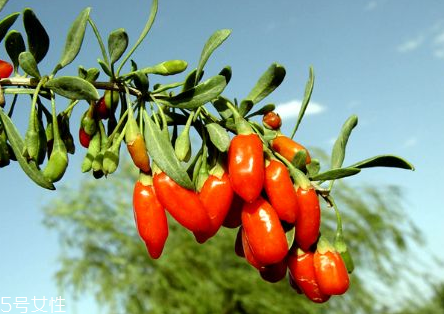 寧夏枸杞子多少錢(qián)一斤？寧夏枸杞價(jià)格