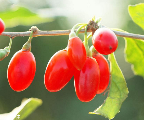 枸杞是哪個(gè)地方的特產(chǎn)？哪里產(chǎn)的枸杞好？