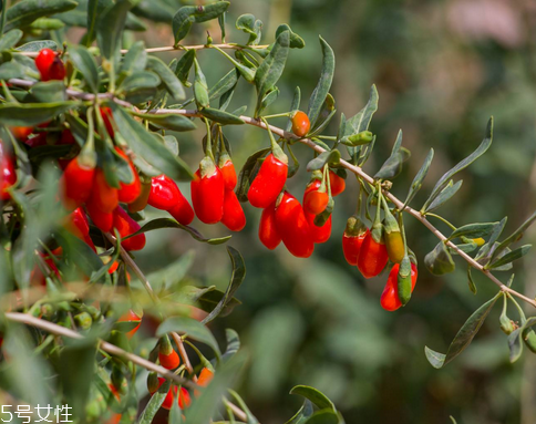 枸杞是哪個(gè)地方的特產(chǎn)？哪里產(chǎn)的枸杞好？
