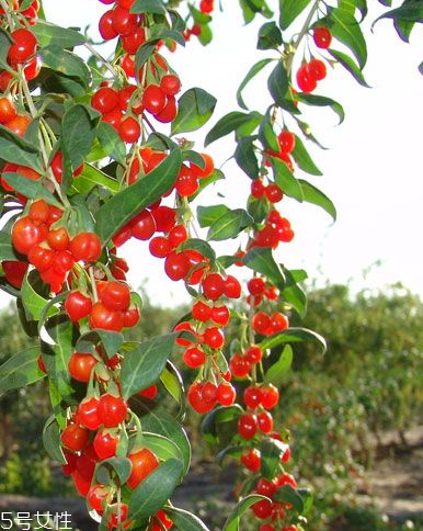 枸杞是發(fā)物嗎？枸杞屬于發(fā)物嗎？