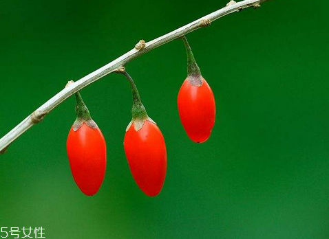 枸杞是大的好還是小的好？枸杞買大還是買小？