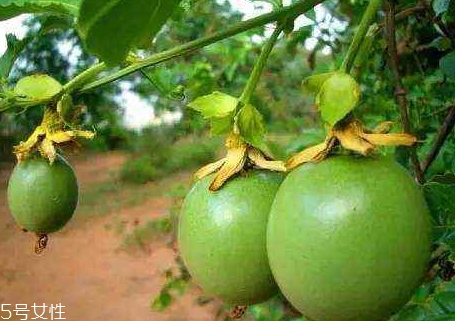 西番蓮多少錢一斤 西番蓮的挑選方法 西番蓮多少錢一斤 西番蓮的挑選方法