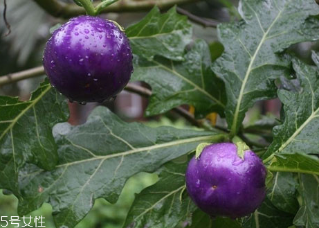 紫番茄是轉(zhuǎn)基因的嗎 紫番茄是怎么來的 紫番茄是轉(zhuǎn)基因的嗎 紫番茄是怎么來的