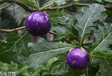 紫番茄的功效與作用 紫番茄多少錢一斤 紫番茄的功效與作用 紫番茄多少錢一斤