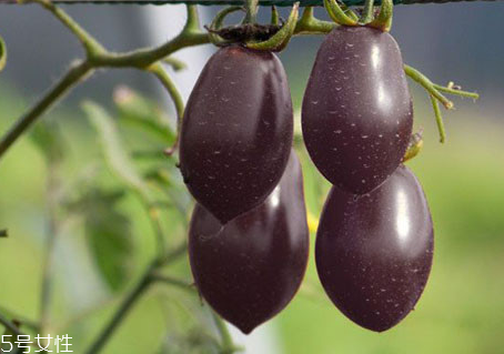 紫番茄的功效與作用 紫番茄多少錢一斤 紫番茄的功效與作用 紫番茄多少錢一斤