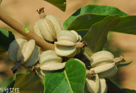 翅果油樹是騙局嗎 翅果油樹的經(jīng)濟(jì)價值 翅果油樹是騙局嗎 翅果油樹的經(jīng)濟(jì)價值