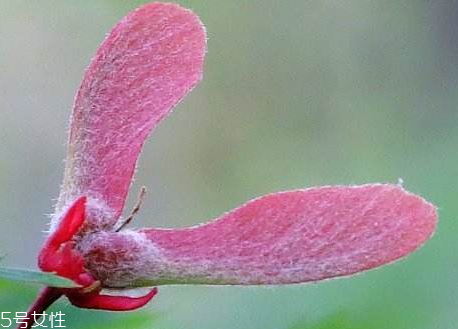 翅果茶是什么 翅果茶的功效與作用 翅果茶是什么 翅果茶的功效與作用