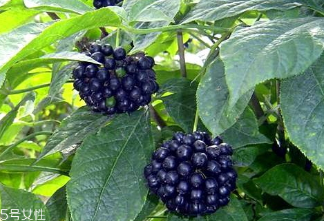 刺五加不能和什么一起吃 刺五加和什么相克 刺五加不能和什么一起吃 刺五加和什么相克