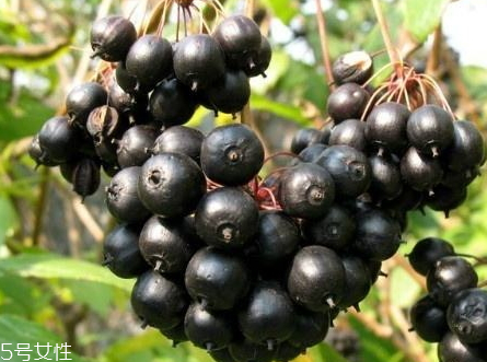 刺五加什么時候吃 刺五加片睡前多長時間喝最好 刺五加什么時候吃 刺五加片睡前多長時間喝最好