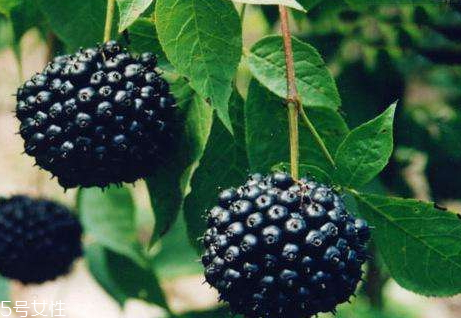 刺五加什么時候吃 刺五加片睡前多長時間喝最好 刺五加什么時候吃 刺五加片睡前多長時間喝最好