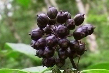 刺五加是涼性的嗎 刺五加是熱性還是涼性 刺五加是涼性的嗎 刺五加是熱性還是涼性