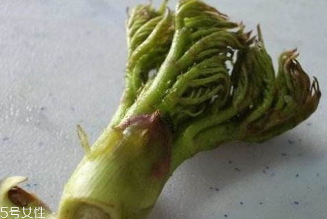 刺老芽什么時(shí)候采摘 刺老芽的采摘方法 刺老芽什么時(shí)候采摘 刺老芽的采摘方法