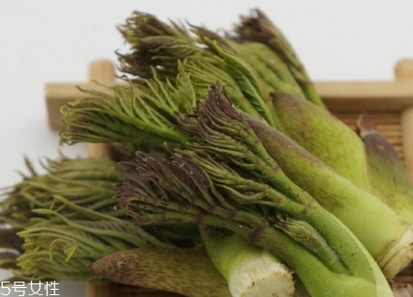 刺老芽怎么種植 刺老芽什么時(shí)候種植 刺老芽怎么種植 刺老芽什么時(shí)候種植