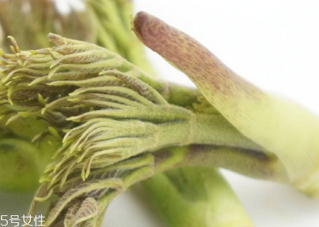 刺老芽怎么種植 刺老芽什么時(shí)候種植 刺老芽怎么種植 刺老芽什么時(shí)候種植