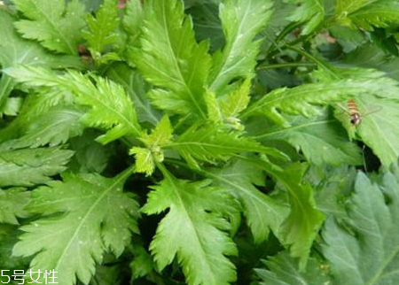 菊花腦什么時候種 菊花腦什么時候采收 菊花腦什么時候種 菊花腦什么時候采收