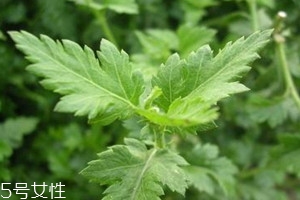 菊花腦什么時候種 菊花腦什么時候采收 菊花腦什么時候種 菊花腦什么時候采收