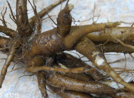 人參菜的根能吃嗎 人參菜根怎么吃 人參菜的根能吃嗎 人參菜根怎么吃