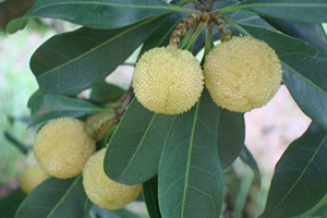 哪里能買到白楊梅？白楊梅上市時間