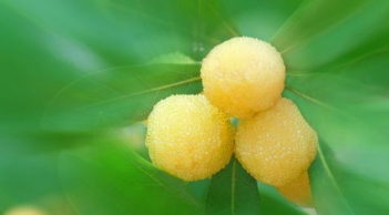 哪里能買到白楊梅？白楊梅上市時間