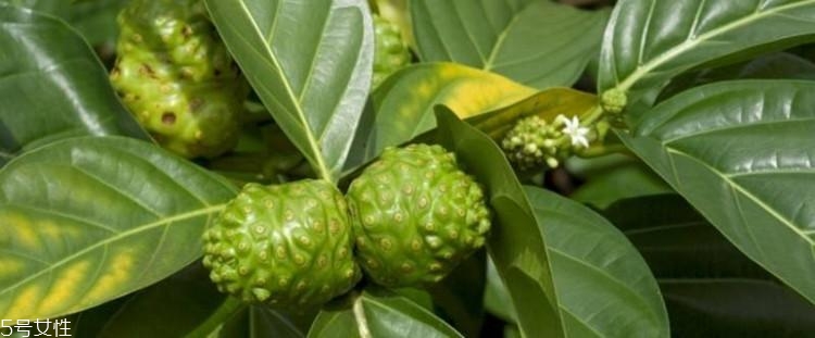 米蘭達可兒自創(chuàng)品牌kora怎么樣？kora明星產品有什么？